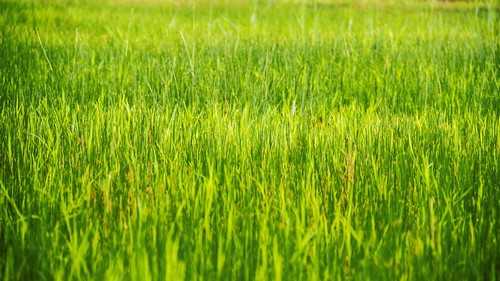 双全一号西瓜品种好不好种 双全一号西瓜品种好不好卖