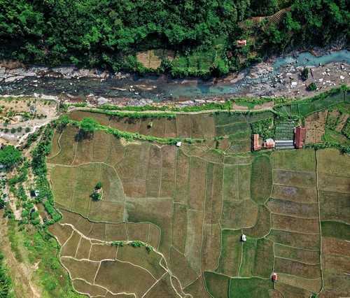 君秀88黄瓜品种好不好