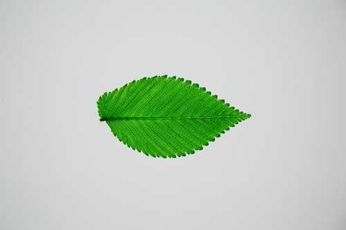 传祺2号西瓜品种好不好