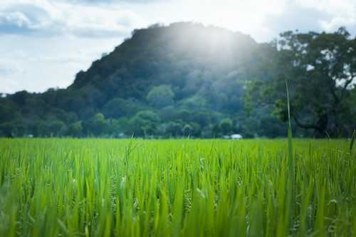 什么是玉米全膜双垄沟播抗旱栽培技术 玉米双垄沟覆膜技术