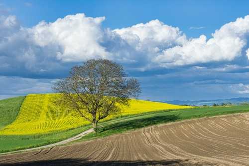 关于棉花秸杆的用途是什么 棉花秸秆的用途