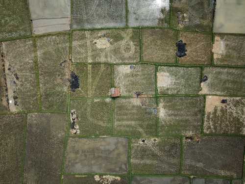 北虫草是菌类吗 新鲜北虫草