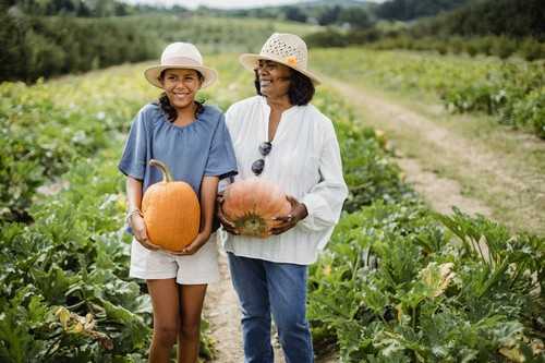 y两优551水稻品种简介 y两优957稻种简介