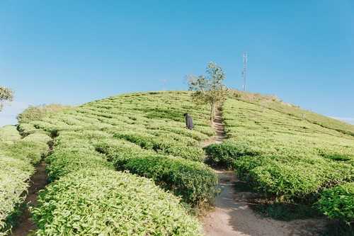 佛手瓜种植地区 佛手瓜生长地区