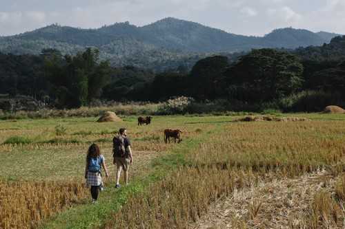 关于地栽食用菌技术的研究 种植食用菌的技术