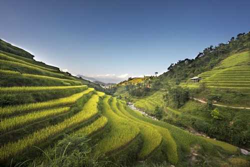 什么药材适合山区种植 适合种植的药材以及地区