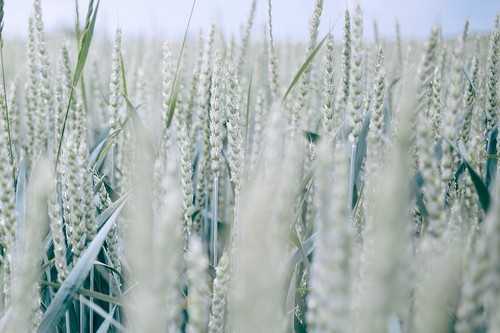 九里香花的花期是什么时候 九里香是什么季节开的花