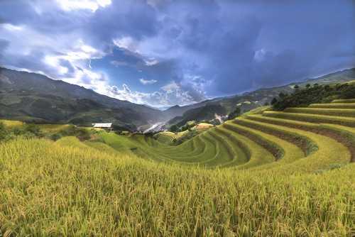 五倍子种植技术要点 五倍子种植技术要点和方法