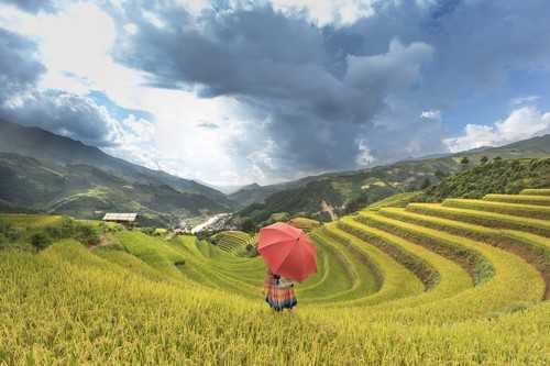 买回没脱土的多肉老桩要怎么上盆 买回没脱土的多肉老桩要怎么上盆才好