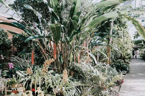 冬季大棚辣椒什么时候浇水好 温室辣椒栽培与管理