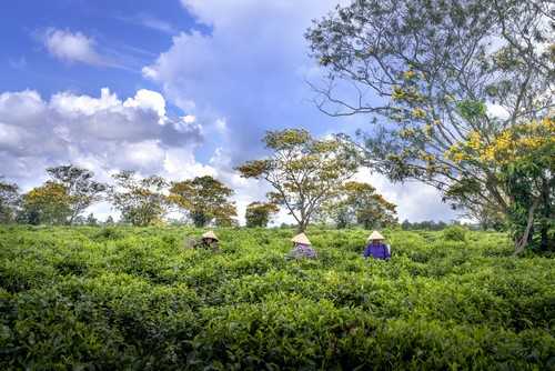 东北的大米和南方大米区别 大米是东北的好还是南方的好