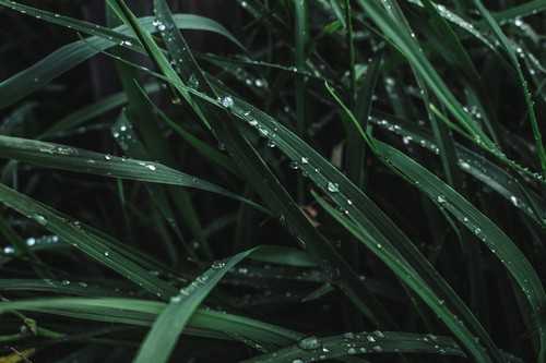H1103棉花品种好不好