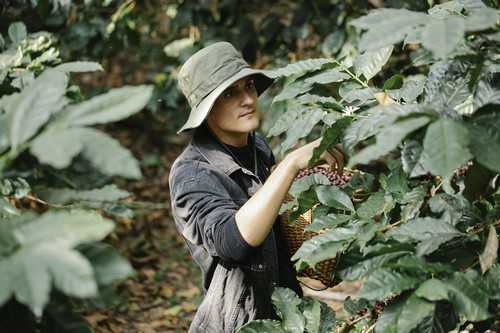 什么是菠萝光头果，菠萝光头果如何预防