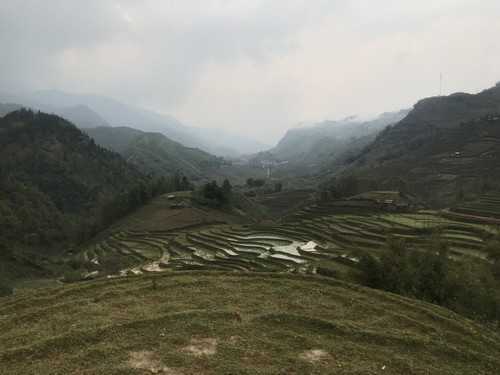 伊豆锦葡萄品种好不好，种植伊豆锦葡萄需要注意什么