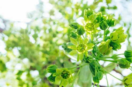B78杂交棉棉花品种好不好