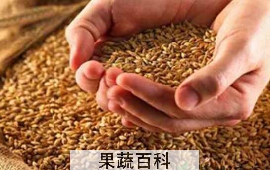 淮小麦的功效与作用
