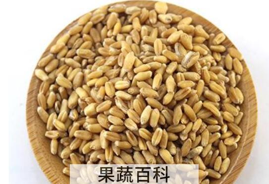 淮小麦的功效与作用