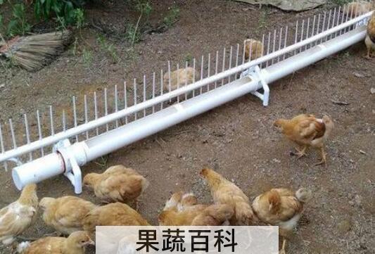 蜂蜜喂鸡的功效与作用