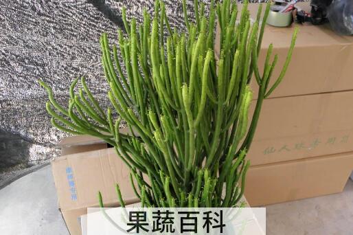 光棍树的功效与作用及副作用