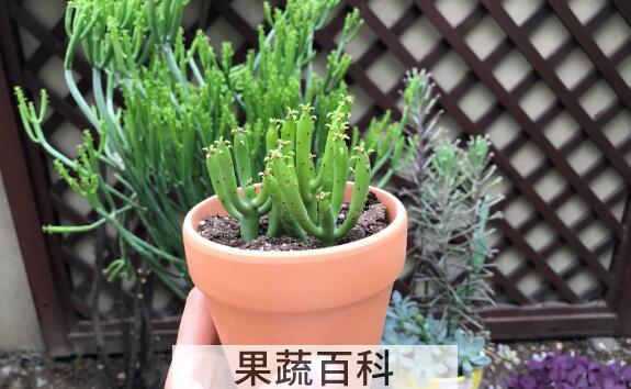 光棍树的功效与作用及副作用
