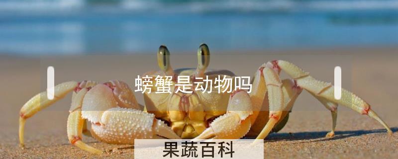 螃蟹是动物吗