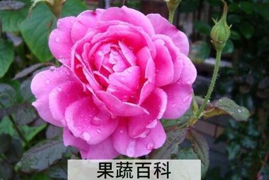 玫瑰花与月季花的区别