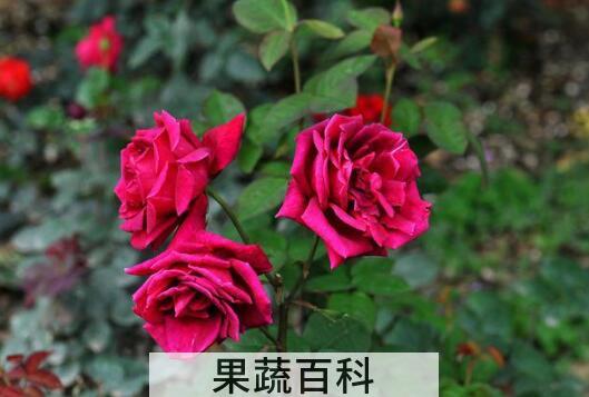 玫瑰花与月季花的区别