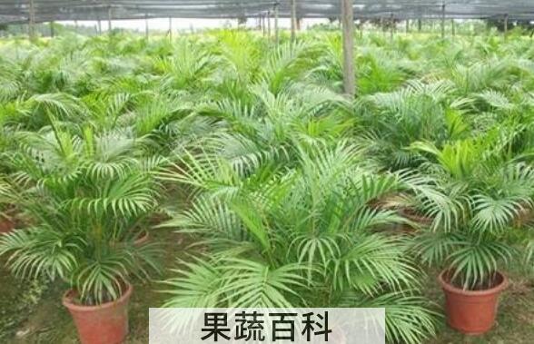 散尾葵和凤尾竹的区别 散尾葵的功效