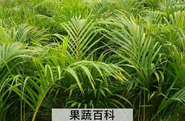 散尾葵和凤尾竹的区别 散尾葵的功效