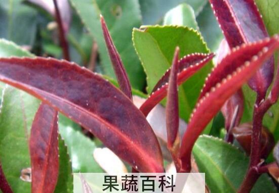 紫芽茶的口感特点
