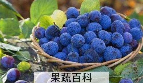 蓝莓花青素的功效与作用