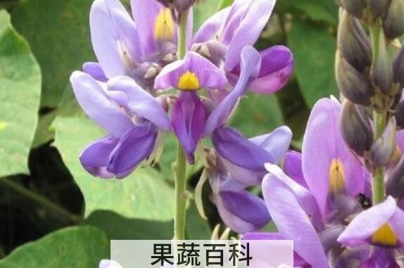 白葛花的作用与功效