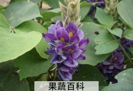 白葛花的作用与功效