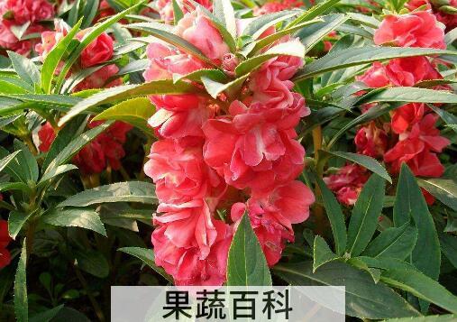 凤仙花的功效与作用 凤仙花的药用价值