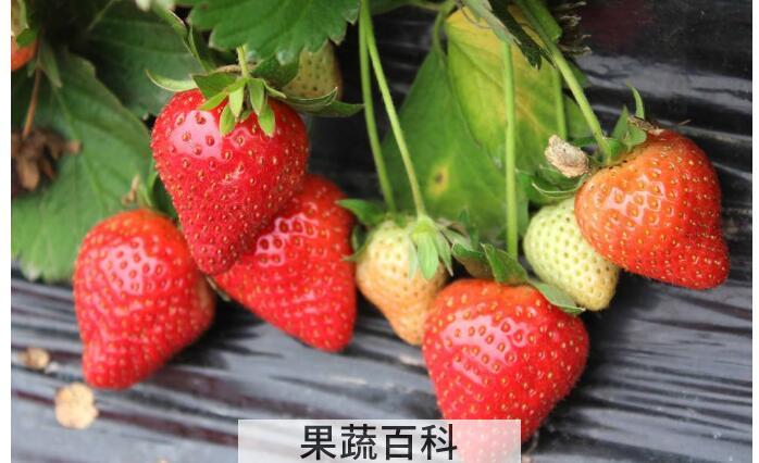 草莓不能和什么一起吃，这几个饮食指南大家需牢记