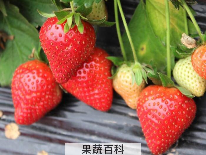 草莓不能和什么一起吃，这几个饮食指南大家需牢记
