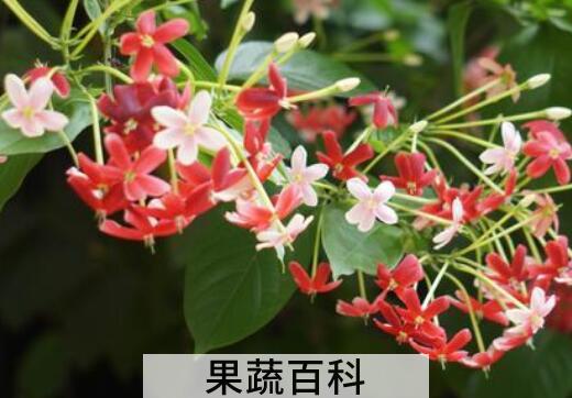 使君子的养殖方法和注意事项