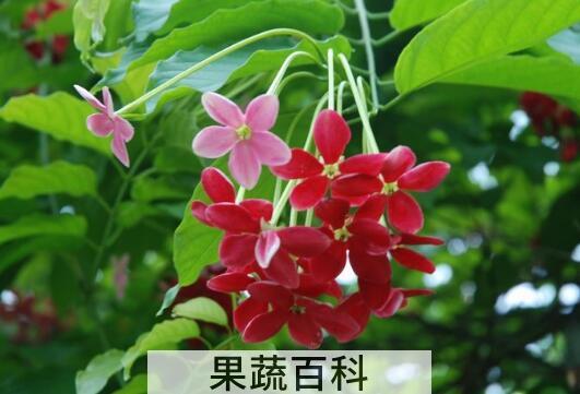 使君子的养殖方法和注意事项