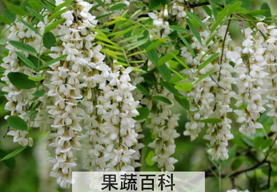洋槐花的功效与禁忌