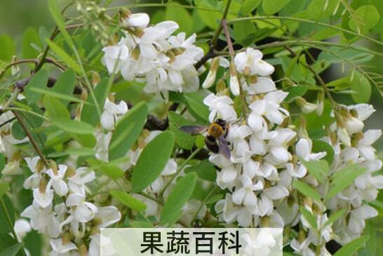 洋槐花的功效与禁忌