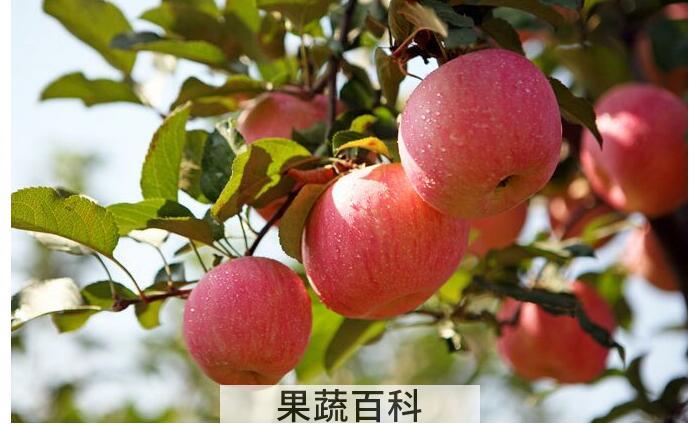 苹果选果相关知识，教你如何一眼看新鲜的苹果？