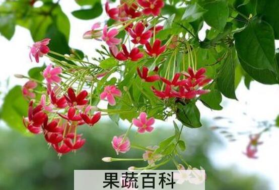使君子怎么修剪 使君子怎么摘心