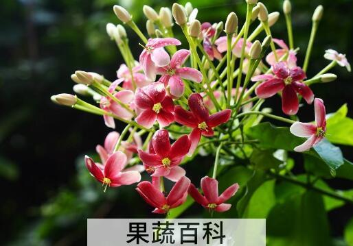 使君子怎么修剪 使君子怎么摘心