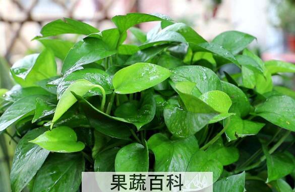 绿萝叶子发黄怎样救治 如何让绿萝叶子变油绿