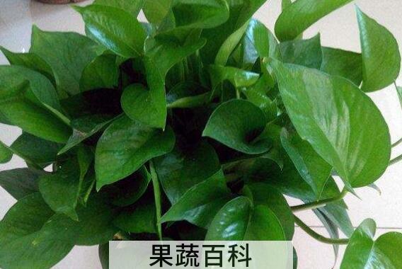 绿萝叶子发黄怎样救治 如何让绿萝叶子变油绿