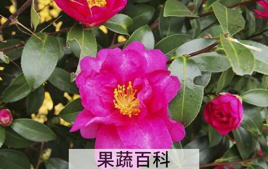 茶梅的养殖方法及注意事项