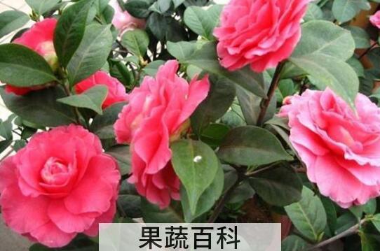 茶梅的养殖方法及注意事项