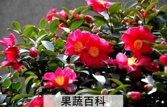 茶梅的养殖方法和修剪