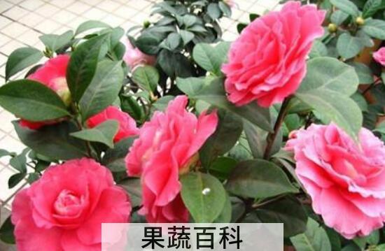 茶梅的养殖方法和修剪