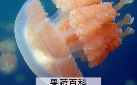 海蜇和水母的区别